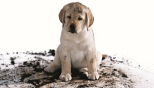 Puppy covered in mud on white carpet